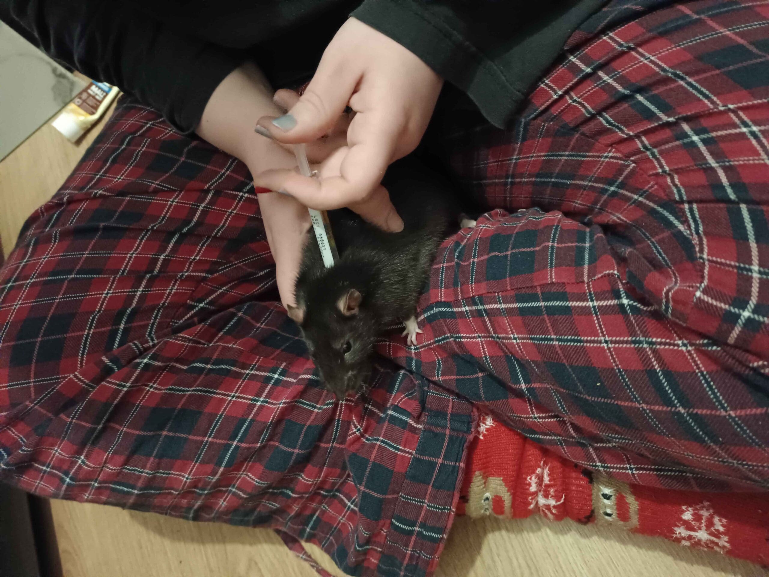Produits Rats Antiparasitaire pour rats : guide express ! - Larkencielle
